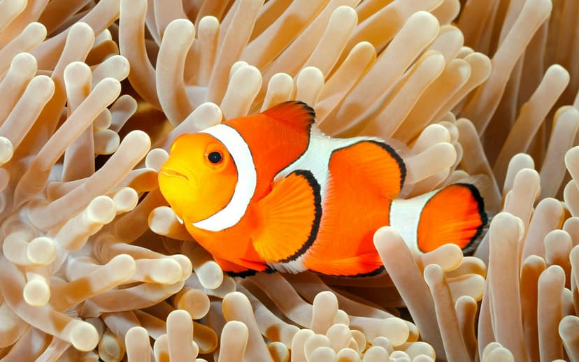 Aquarium de Paris Priority Access Tickets