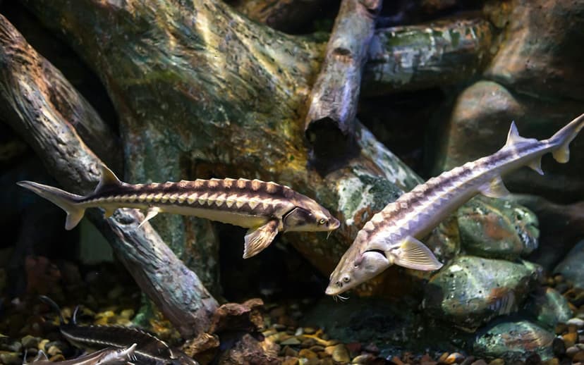 Aquarium de Paris Priority Access Tickets