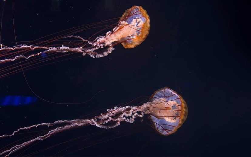 Aquarium de Paris Priority Access Tickets
