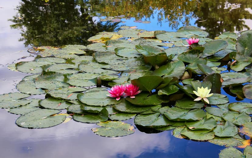 Half-Day Tour to Giverny from Paris with Monet’s House & Gardens