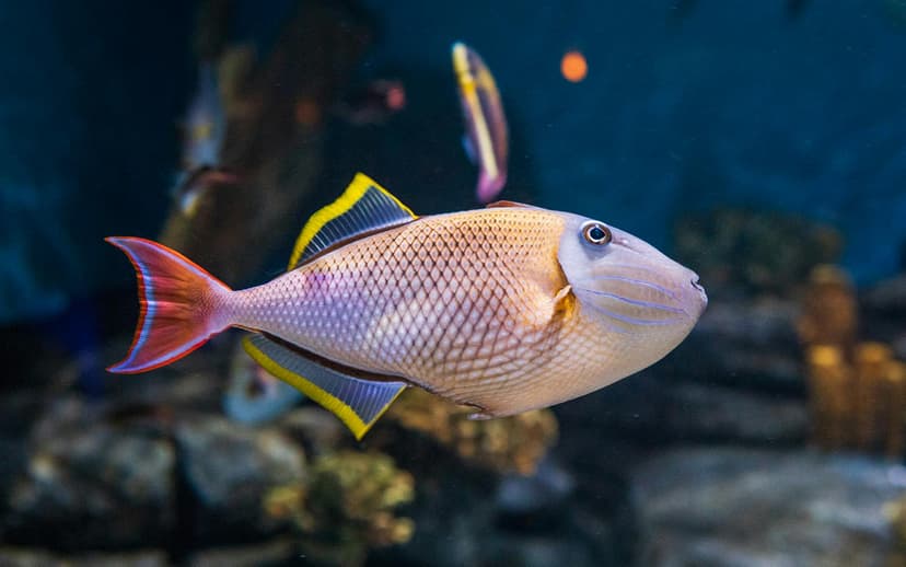 Aquarium de Paris Priority Access Tickets